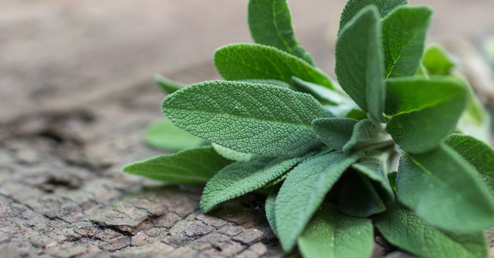 Aceite esencial de salvia española un gran aliado desconocido 