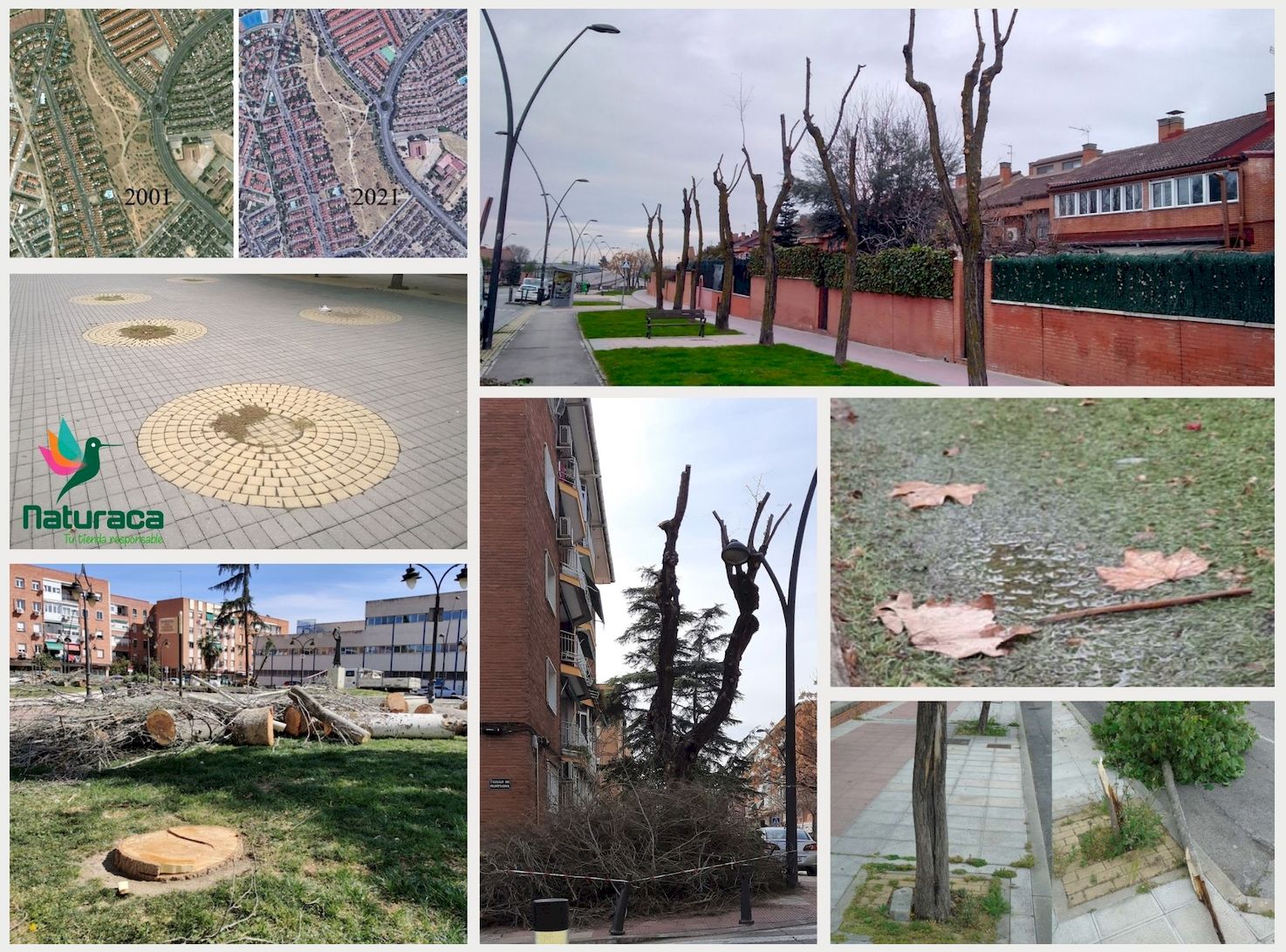 Naturaca se adhiere al proyecto 'La Mesa del Árbol de Getafe'