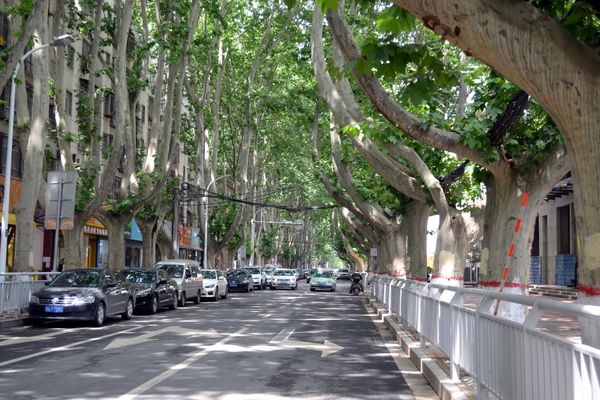 Los datos de por qué plantar árboles en las ciudades salva vidas